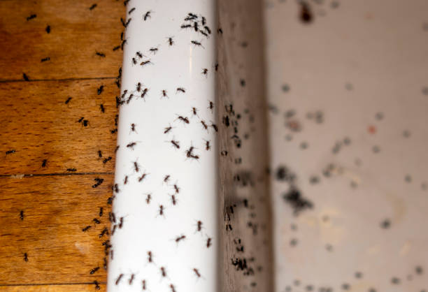 Best Flea Control Services  in Monticello, FL